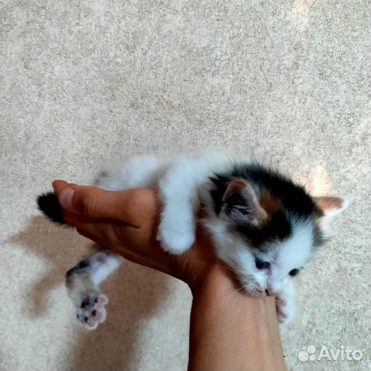Котята отдам бесплатно