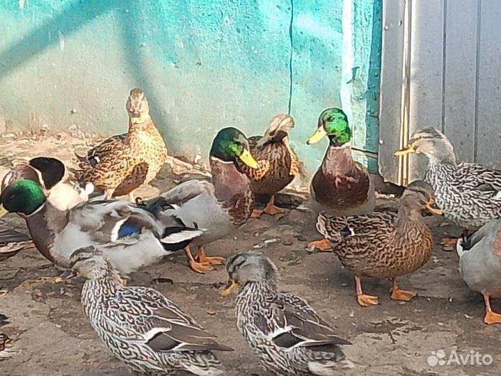 Подсадные утки для охоты