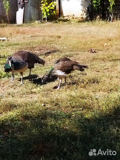 Фазаны, павлины