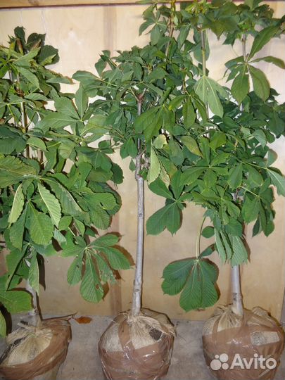 Саженцы крупномеры лиственных пород деревьев