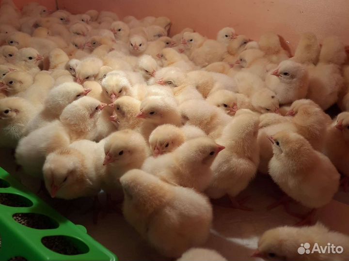 Суточный бройлер