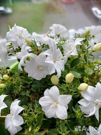 Кампанула жених и невеста