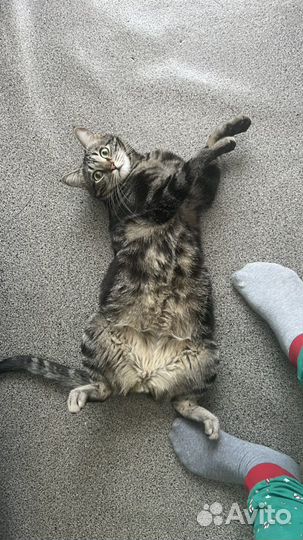 Отдам кота в добрые руки