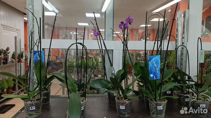 Орхидея фаленопсис