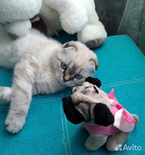 Шотландский вислоухий котик (4,5 м.)