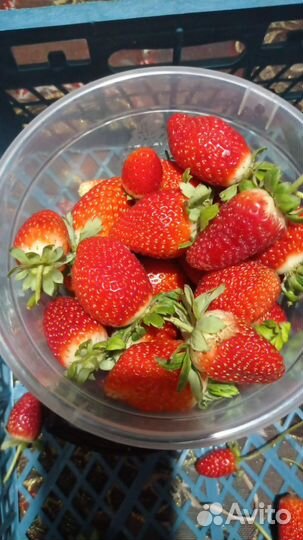 Клубника оптом