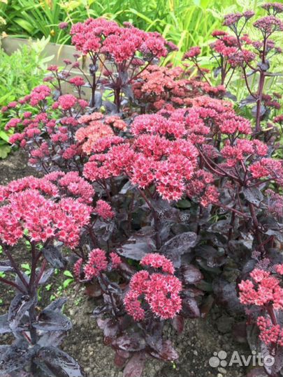 Очиток Хосе-Ауберджин