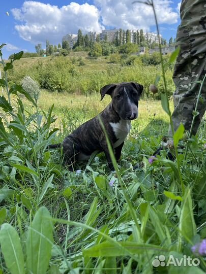 Девочка бультерьер стандарт