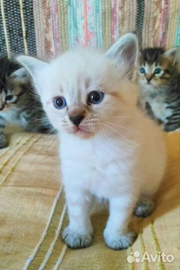 Тайская и лесная кошечки