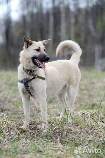 Собака Джулли