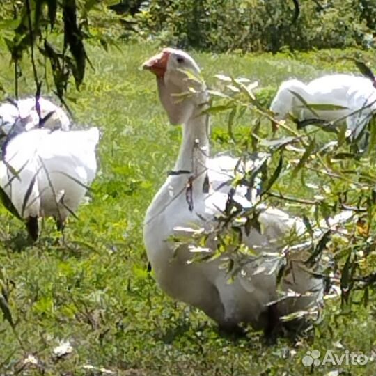 Холмогоры гуси