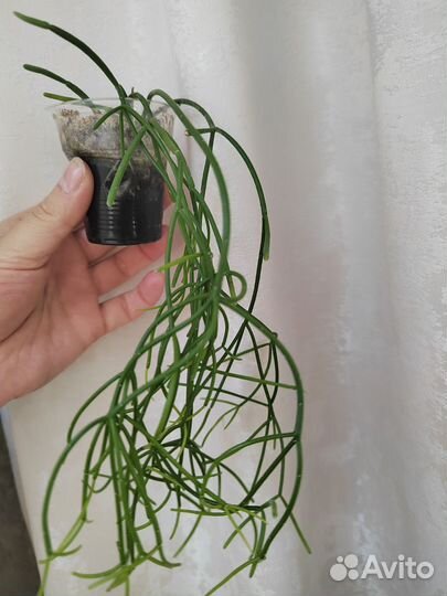 Комнатные цветы