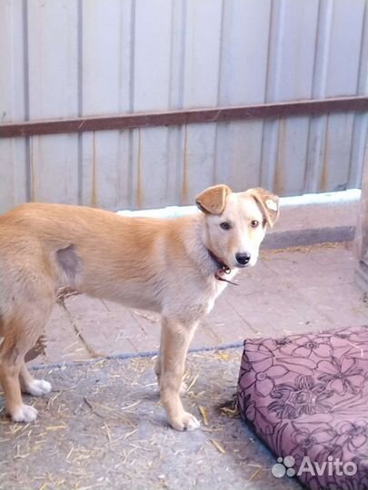 Щенок девочка в добрые руки