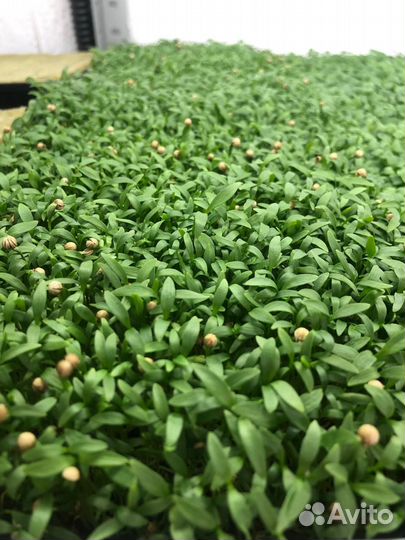 Микрозелень популярных культур (наличие/под заказ)