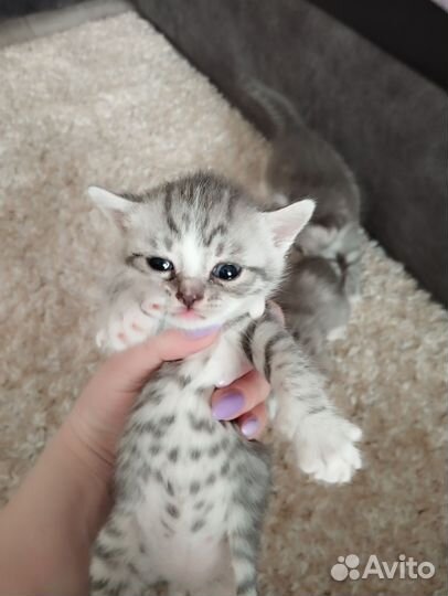Кошки в добрые руки