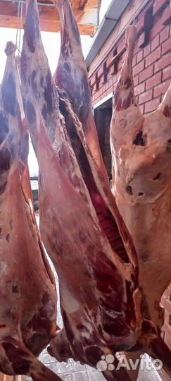 Мясо баранина