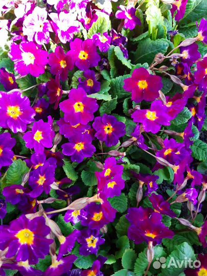 Многолетники