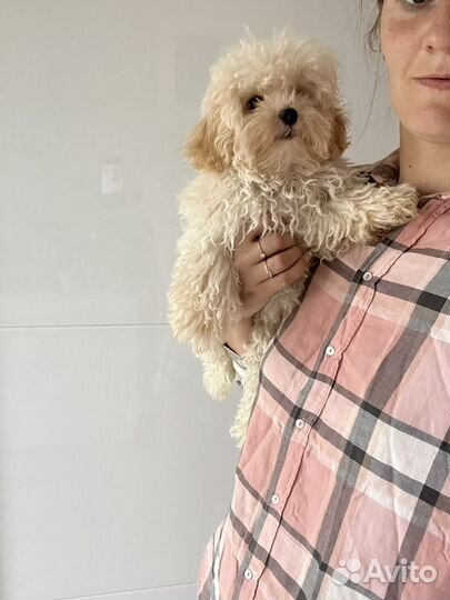 Мальтипу ф1 мальчик курносик ваниль