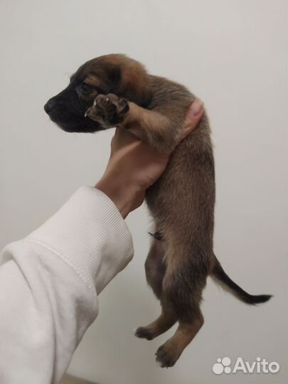 Щенки таксы