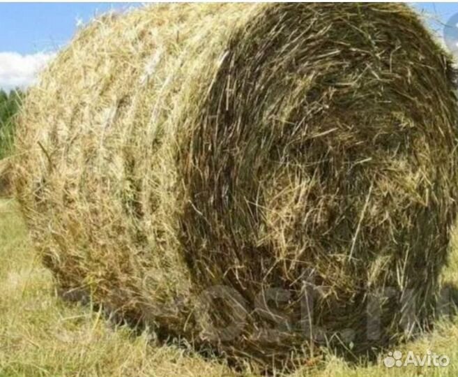 Сено в рулонах