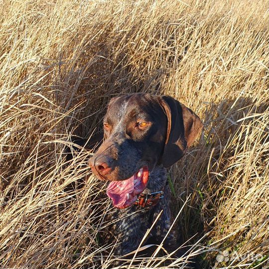 Курцхаар вязка