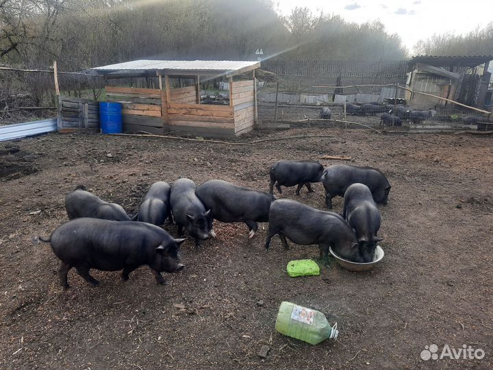 Вьетнамские поросята