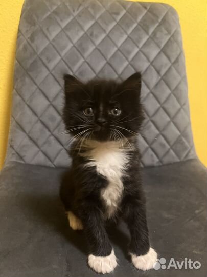 Котята скотиш страйт