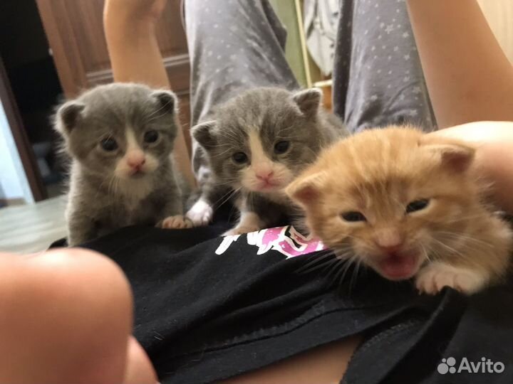 Котята в добрые руки бесплатно