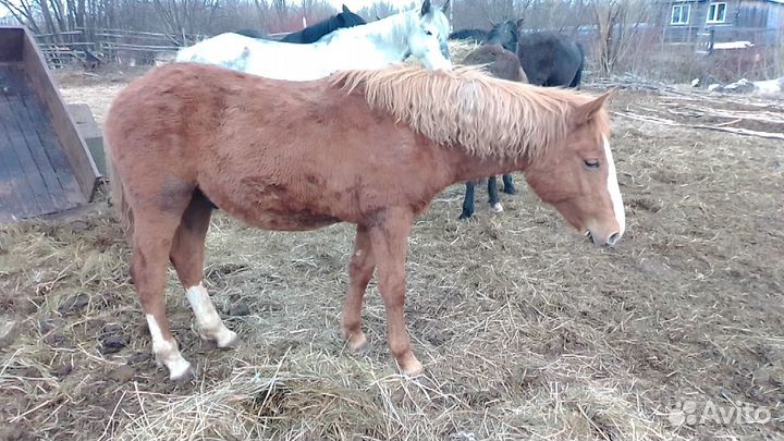Жиребцы