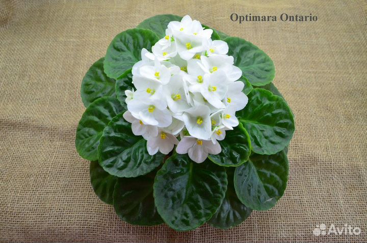 Фиалки сортовые