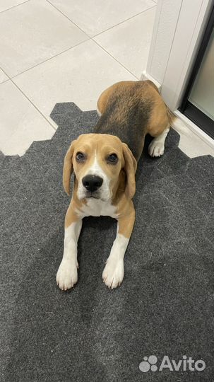 Щенок Бигль