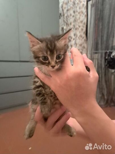 Котята бесплатно
