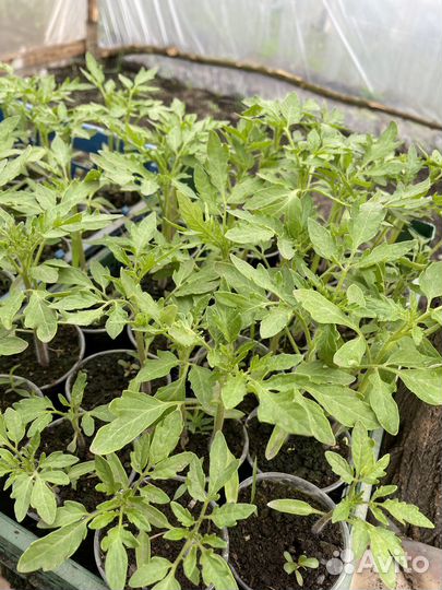 Рассада помидор и огурцов