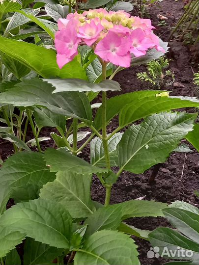 Гортензия крупнолистная саженцы