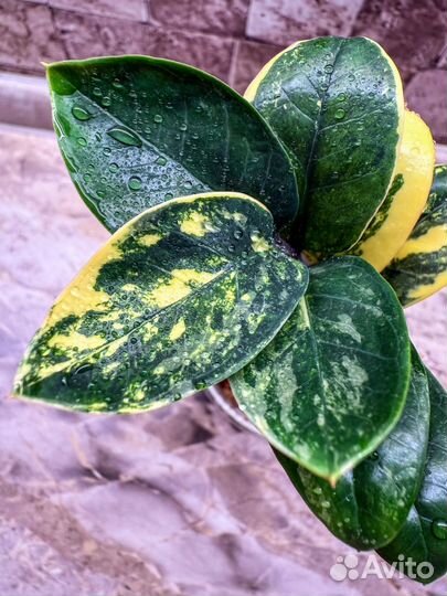 Замиокулькас жук дварф вариегатный