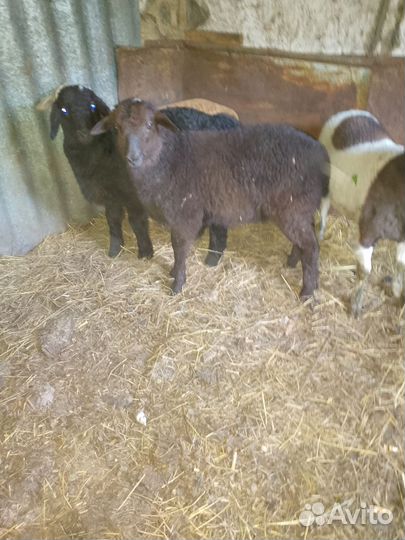 Ягнята баранчики