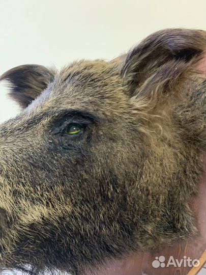 Чучело головы кабана