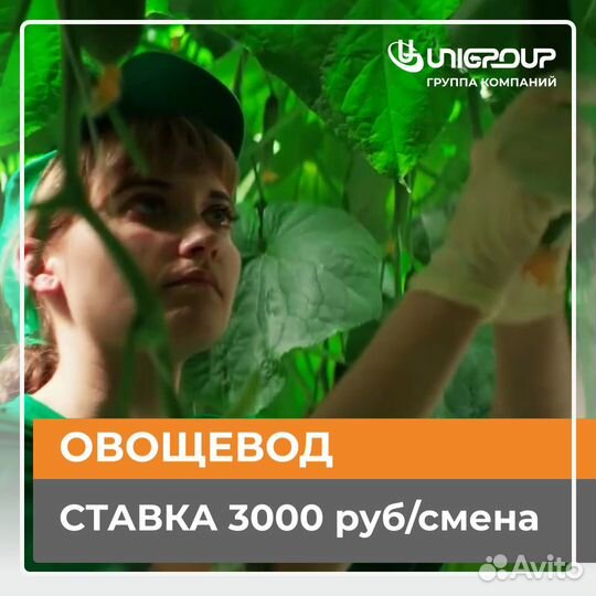 Работа вахта овощевод