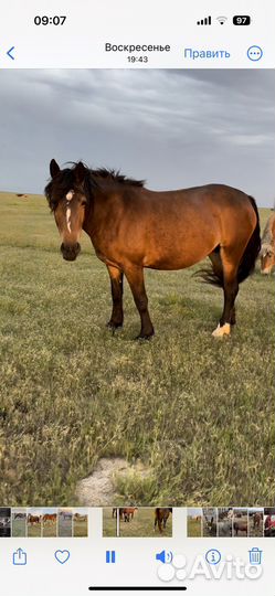 Тяжеловозы кобылы и жеребчики 2022г