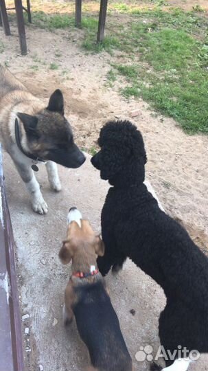 Зоогостиница Вырица