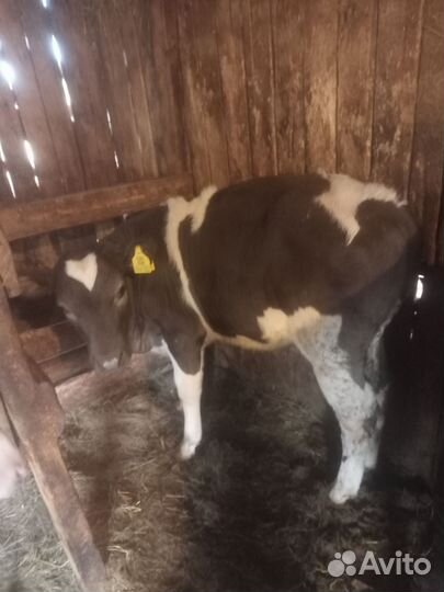 Бычки и телята