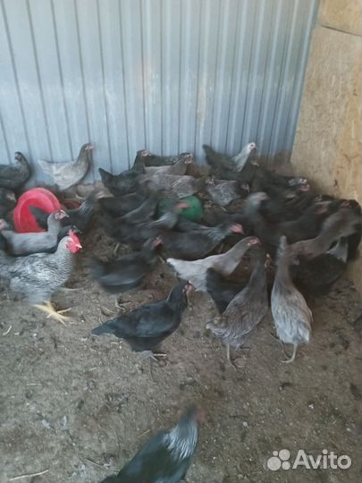 Куры доминант