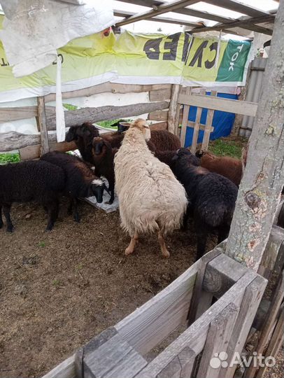 Курдючные бараны овцы