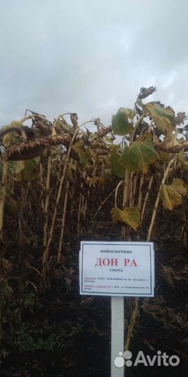 Семена подсолнечника Дон ра