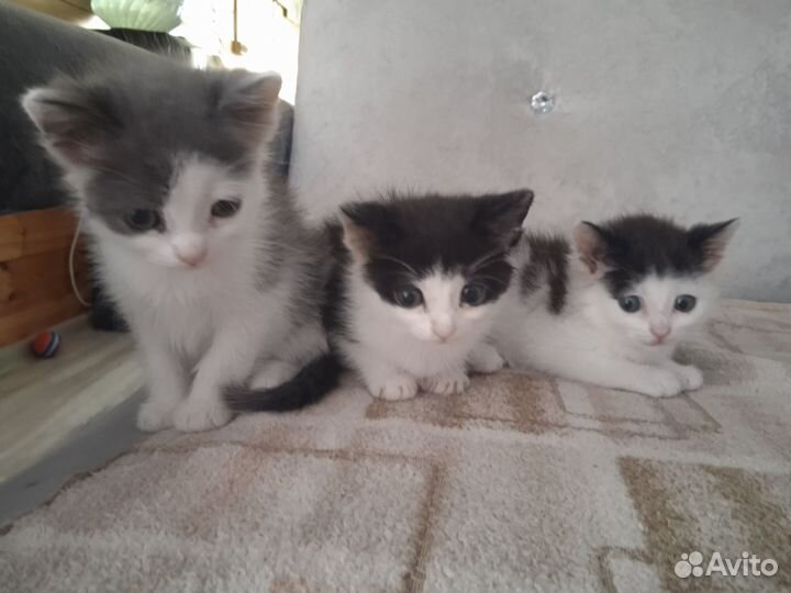 Котята в добрые руки