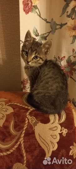 Кошка