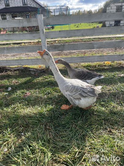 Племенной гусак холмогорской породы