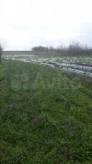 Участок 160 га (СНТ, ДНП)