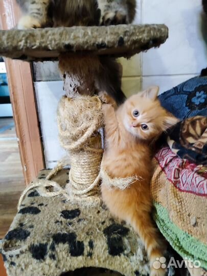 Котята. Мягкие, пушистые