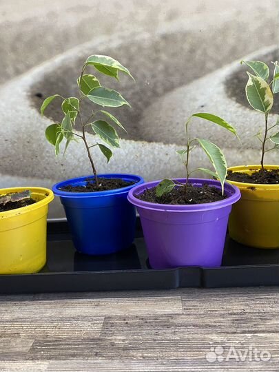 Фикус бенджамина пестролистный